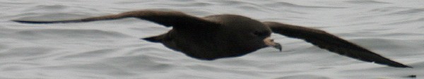 Flesh-footed Shearwater